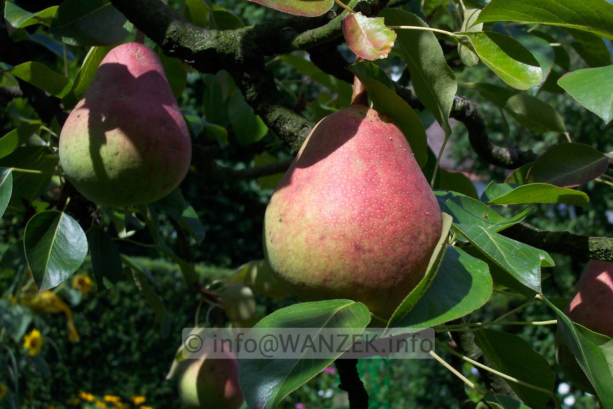 Birne Williams Christ.jpg